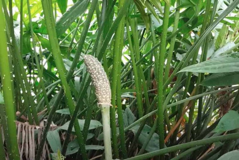 Cây dại cắm đất là lên tua tủa, xưa mọc vạ vật bờ sông nay thành đặc sản 60.000đ/kg, dân lùng mua ăn - Ảnh 1.