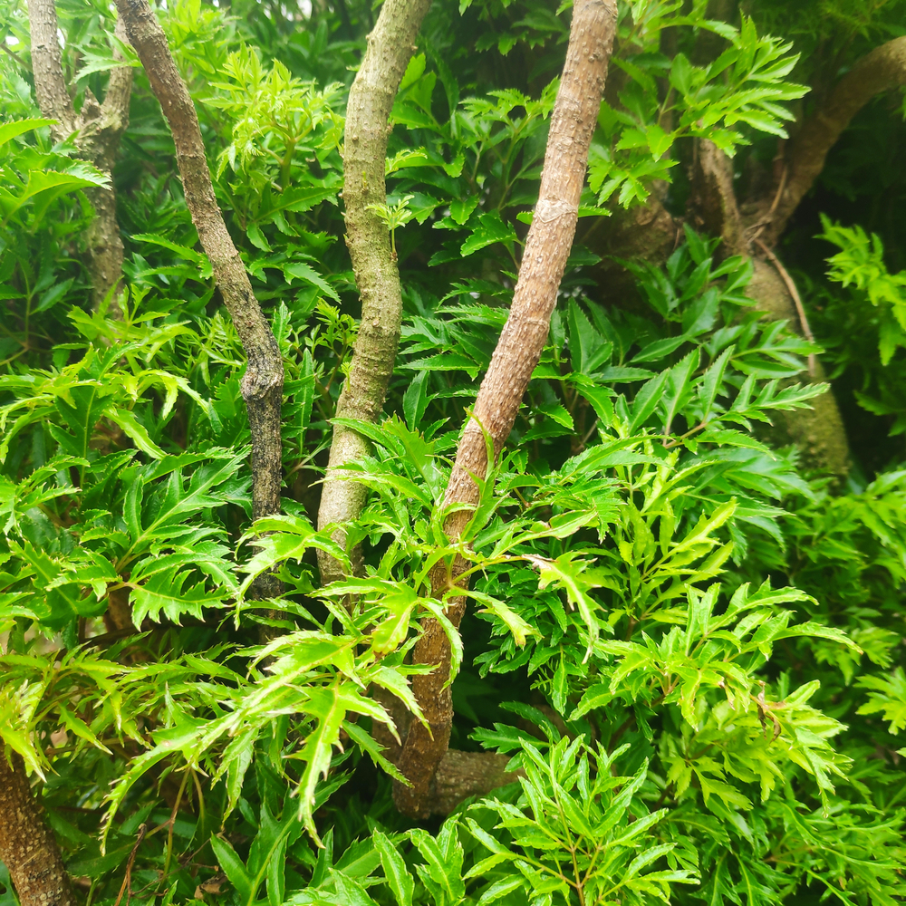 Loại lá được gọi là "nhân sâm của người nghèo" có tác dụng chữ bệnh, đem kho với cá cực ngon - Ảnh 1.