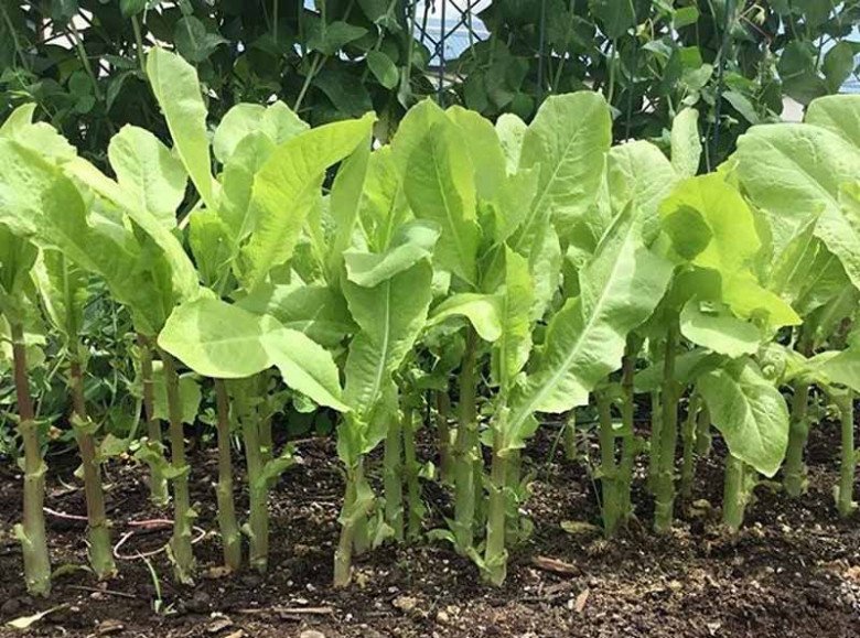 Lá này canxi gấp 36 lần canh xương, ăn sống hay nấu chín đều ngon, Việt Nam rất sẵn - Ảnh 4.