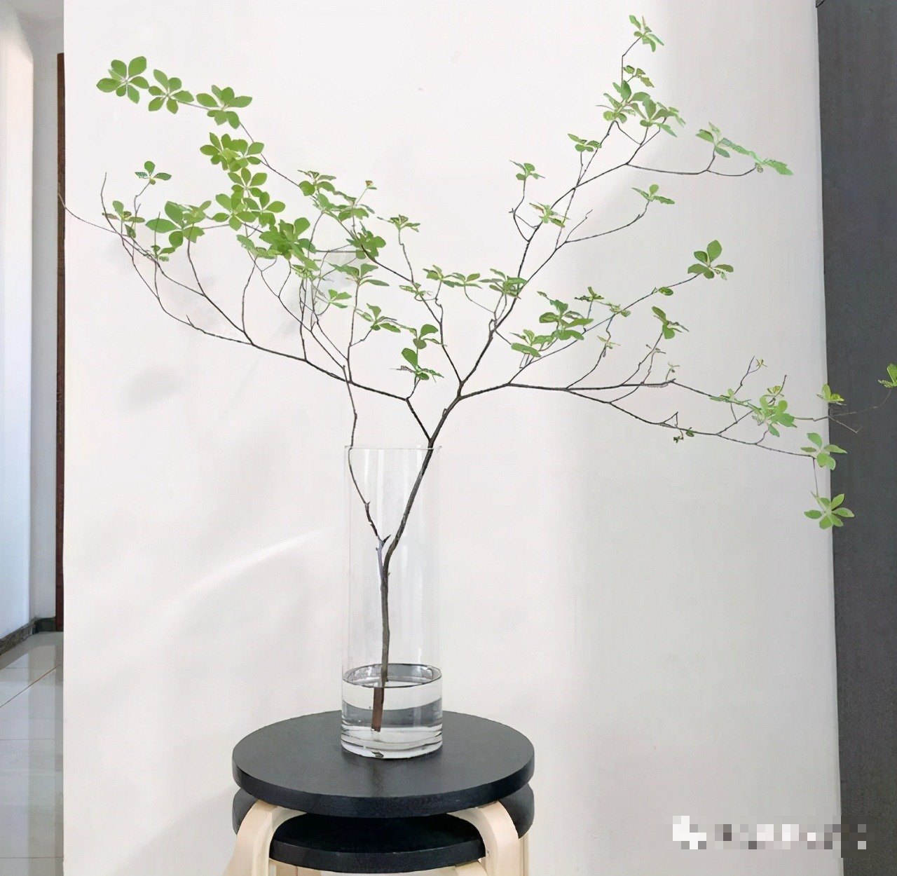 Nhà giàu thích trồng 4 cây cảnh hiện đại, sang chảnh này ở phòng khách, hút vận may, tài lộc cho gia đình - Ảnh 6.