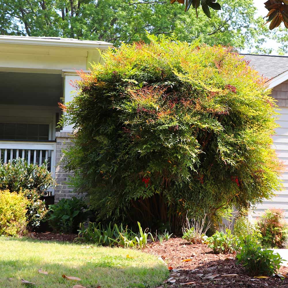 Nhà giàu thích trồng 4 cây cảnh hiện đại, sang chảnh này ở phòng khách, hút vận may, tài lộc cho gia đình - Ảnh 4.