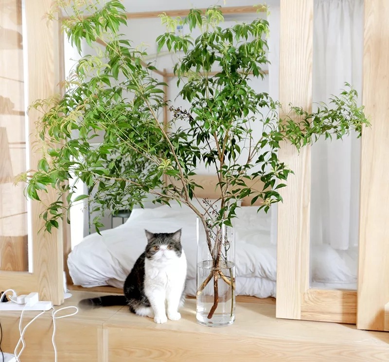 Nhà giàu thích trồng 4 cây cảnh hiện đại, sang chảnh này ở phòng khách, hút vận may, tài lộc cho gia đình - Ảnh 7.