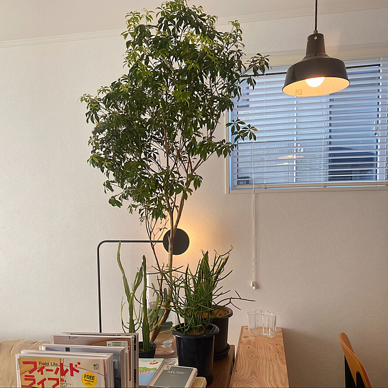 Nhà giàu thích trồng 4 cây cảnh hiện đại, sang chảnh này ở phòng khách, hút vận may, tài lộc cho gia đình - Ảnh 1.