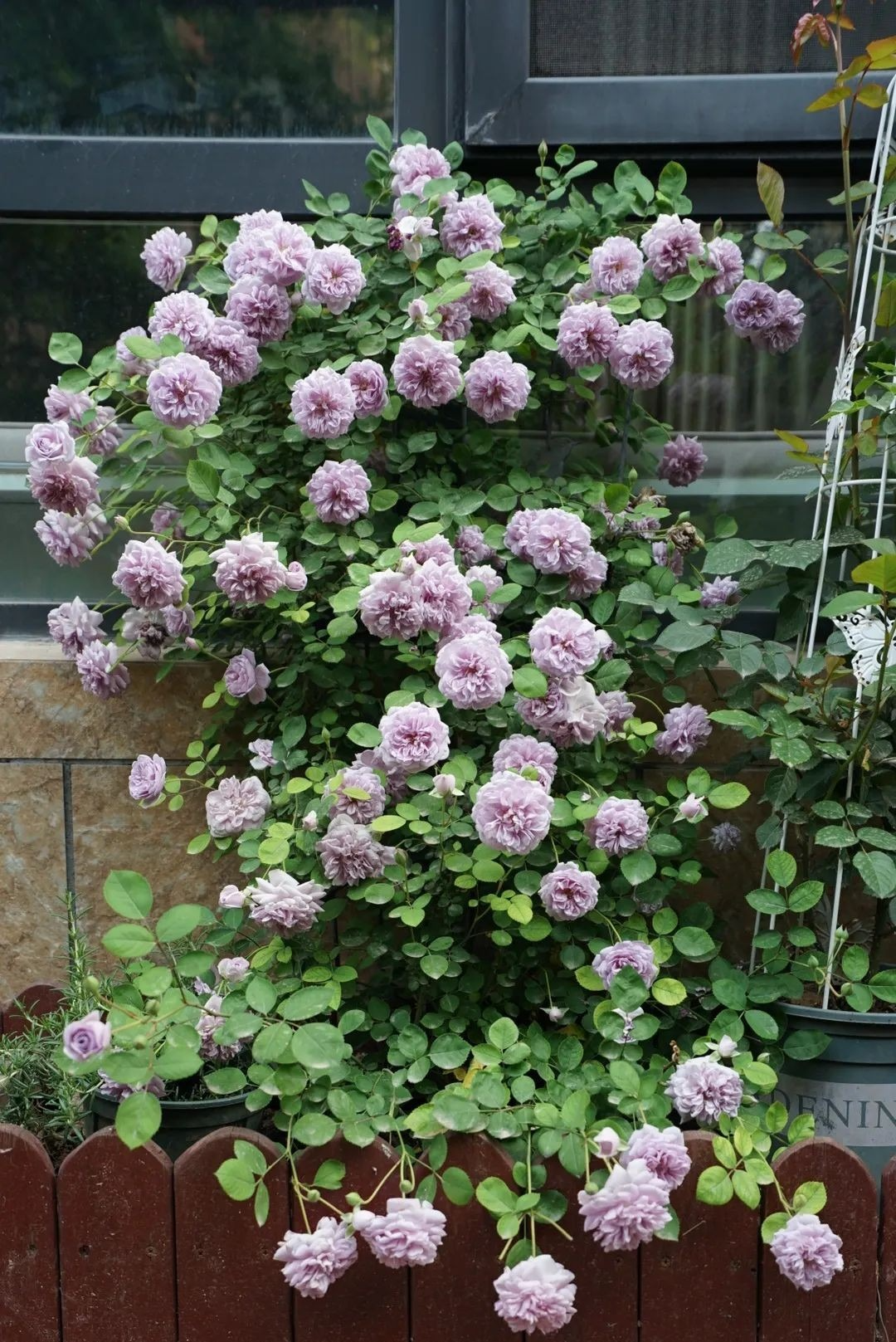 Đẹp không nói nên lời với cây cảnh "mưa xanh", tím biếc bồng bềnh như sương, như khói lại như mây - Ảnh 3.