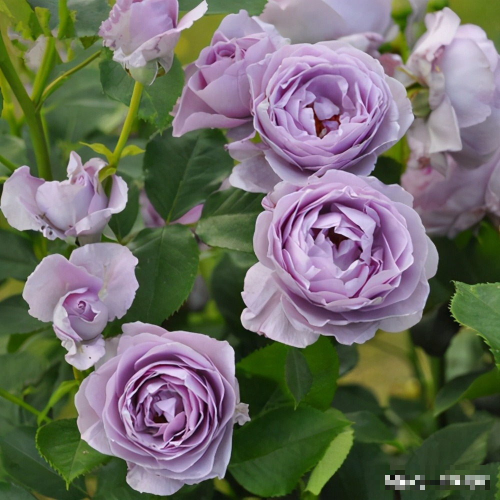 Đẹp không nói nên lời với cây cảnh "mưa xanh", tím biếc bồng bềnh như sương, như khói lại như mây - Ảnh 5.