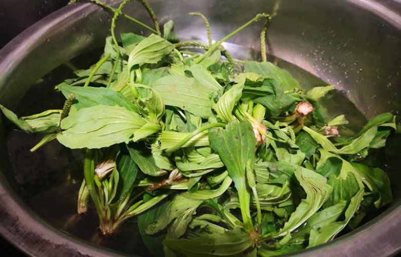 Lá mọc dại đầy vườn nhìn như tai lợn, hái về nấu kiểu này ngon tuyệt, tiếc là ở Việt Nam ít người ăn - Ảnh 3. Lá mọc dại đầy vườn nhìn như tai lợn, hái về nấu kiểu này ngon tuyệt, tiếc là ở Việt Nam ít người ăn - Ảnh 3.