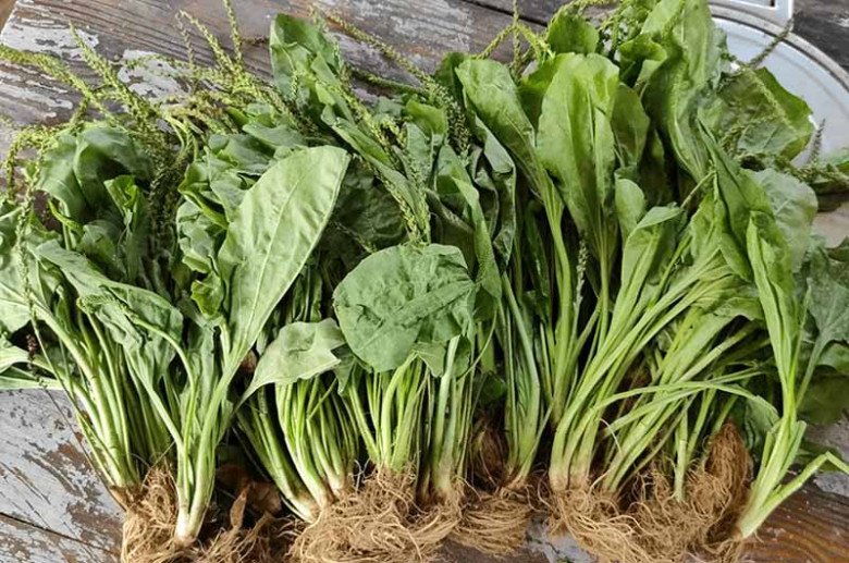 Lá mọc dại đầy vườn nhìn như tai lợn, hái về nấu kiểu này ngon tuyệt, tiếc là ở Việt Nam ít người ăn - Ảnh 2. Lá mọc dại đầy vườn nhìn như tai lợn, hái về nấu kiểu này ngon tuyệt, tiếc là ở Việt Nam ít người ăn - Ảnh 2.