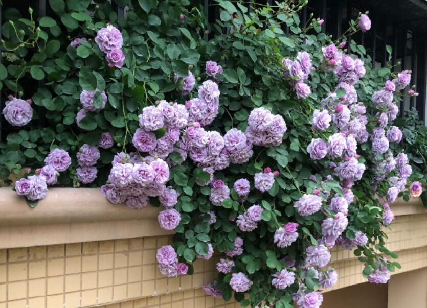 Đẹp không nói nên lời với cây cảnh "mưa xanh", tím biếc bồng bềnh như sương, như khói lại như mây - Ảnh 6.