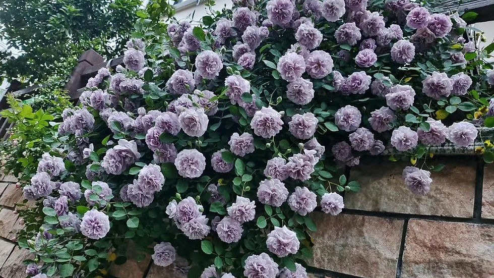 Đẹp không nói nên lời với cây cảnh "mưa xanh", tím biếc bồng bềnh như sương, như khói lại như mây - Ảnh 8.