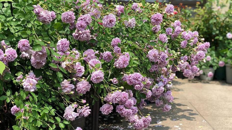 Đẹp không nói nên lời với cây cảnh "mưa xanh", tím biếc bồng bềnh như sương, như khói lại như mây - Ảnh 9.