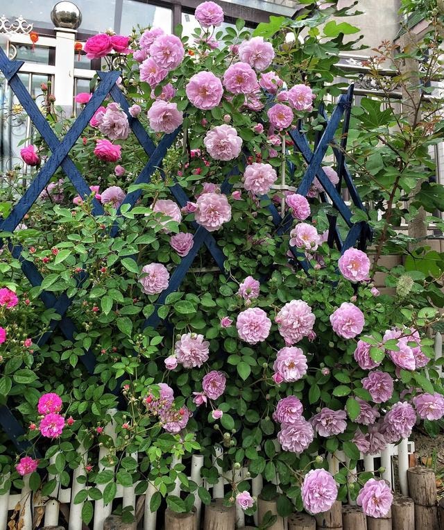 Đẹp không nói nên lời với cây cảnh "mưa xanh", tím biếc bồng bềnh như sương, như khói lại như mây - Ảnh 12.