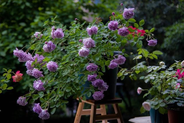 Đẹp không nói nên lời với cây cảnh "mưa xanh", tím biếc bồng bềnh như sương, như khói lại như mây - Ảnh 4.