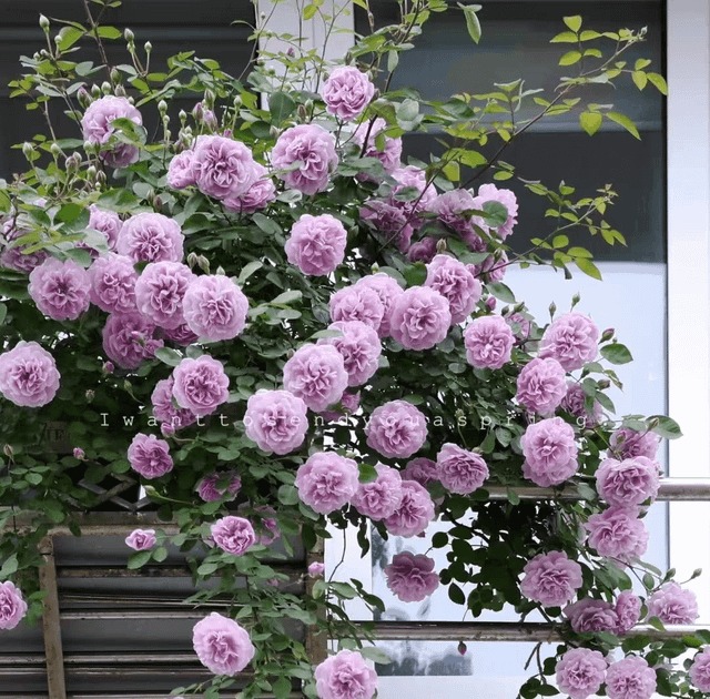 Đẹp không nói nên lời với cây cảnh "mưa xanh", tím biếc bồng bềnh như sương, như khói lại như mây - Ảnh 10.