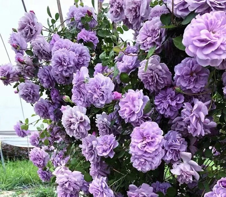 Đẹp không nói nên lời với cây cảnh "mưa xanh", tím biếc bồng bềnh như sương, như khói lại như mây - Ảnh 13.