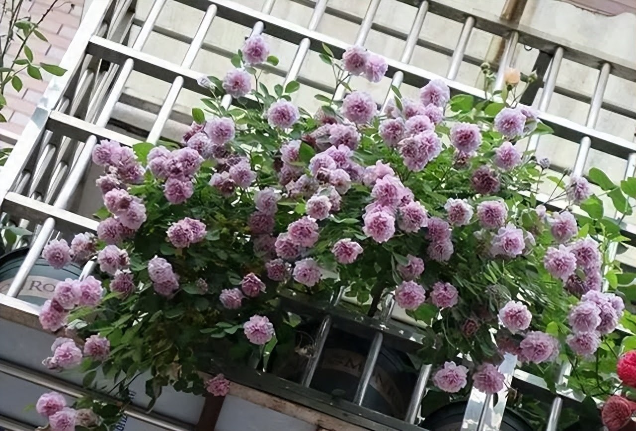 Đẹp không nói nên lời với cây cảnh "mưa xanh", tím biếc bồng bềnh như sương, như khói lại như mây - Ảnh 2.