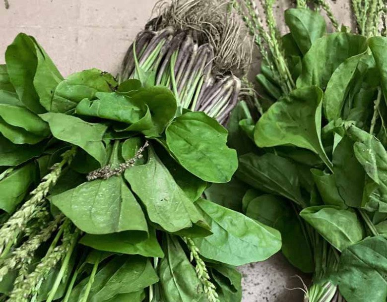 Lá mọc dại đầy vườn nhìn như tai lợn, hái về nấu kiểu này ngon tuyệt, tiếc là ở Việt Nam ít người ăn - Ảnh 1. Lá mọc dại đầy vườn nhìn như tai lợn, hái về nấu kiểu này ngon tuyệt, tiếc là ở Việt Nam ít người ăn - Ảnh 1.