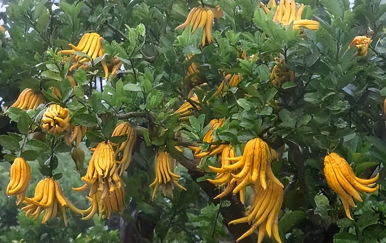 Cây cảnh xấu xí, kỳ dị người giàu thích trồng để mang lại may mắn, tài lộc, bảo vệ gia đình - Ảnh 1.