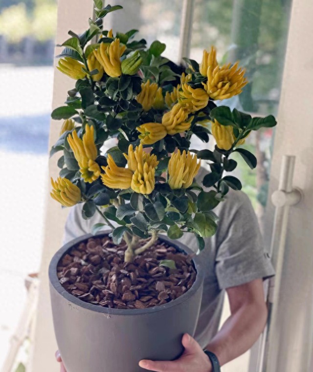 Cây cảnh xấu xí, kỳ dị người giàu thích trồng để mang lại may mắn, tài lộc, bảo vệ gia đình - Ảnh 2.