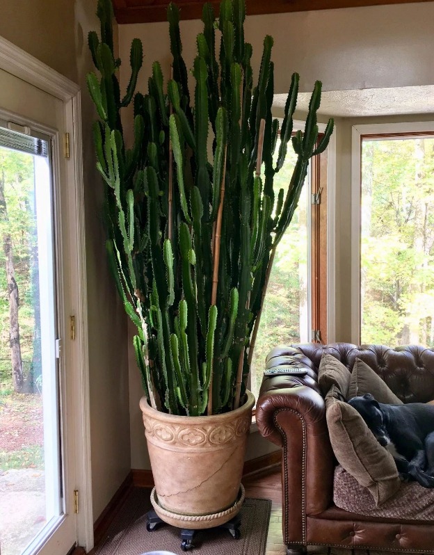 Cây cảnh xấu xí, kỳ dị người giàu thích trồng để mang lại may mắn, tài lộc, bảo vệ gia đình - Ảnh 7.