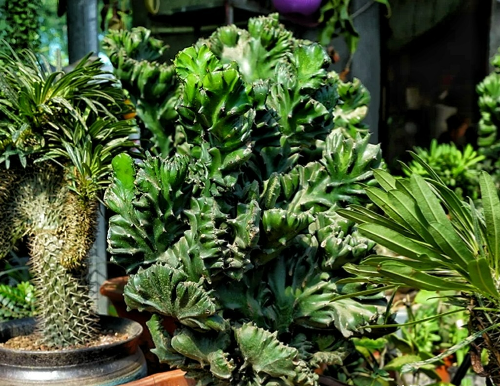 Cây cảnh xấu xí, kỳ dị người giàu thích trồng để mang lại may mắn, tài lộc, bảo vệ gia đình - Ảnh 3.