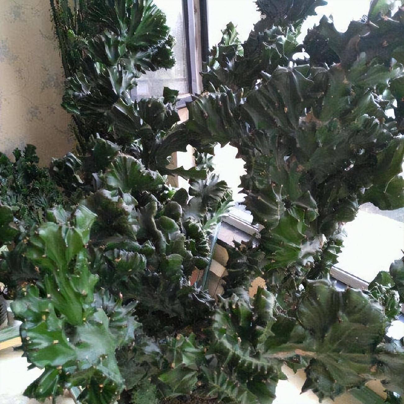 Cây cảnh xấu xí, kỳ dị người giàu thích trồng để mang lại may mắn, tài lộc, bảo vệ gia đình - Ảnh 4.