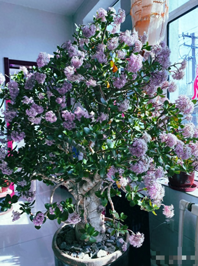 Người xưa nói: "Cây cảnh này nở hoa, điềm lành đang đến, phúc lớn sắp về", làm thế nào để cây nở hoa?  - Ảnh 4.