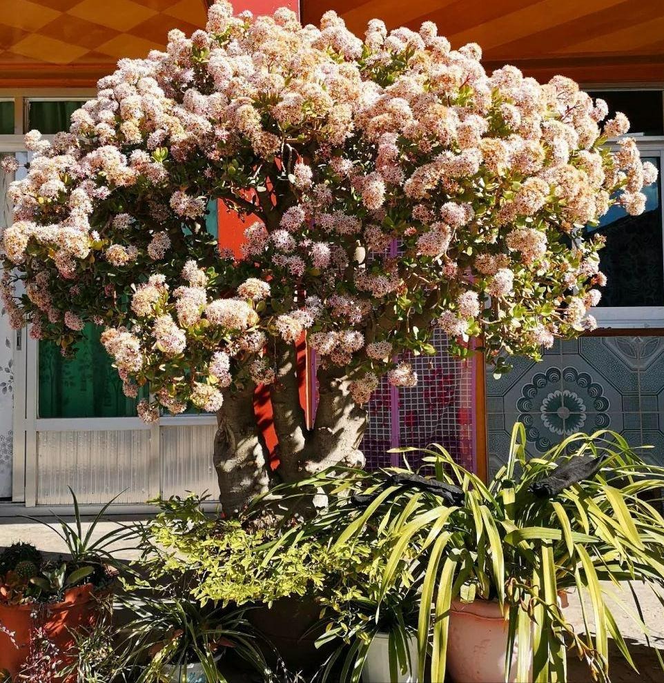 Người xưa nói: "Cây cảnh này nở hoa, điềm lành đang đến, phúc lớn sắp về", làm thế nào để cây nở hoa?  - Ảnh 1.