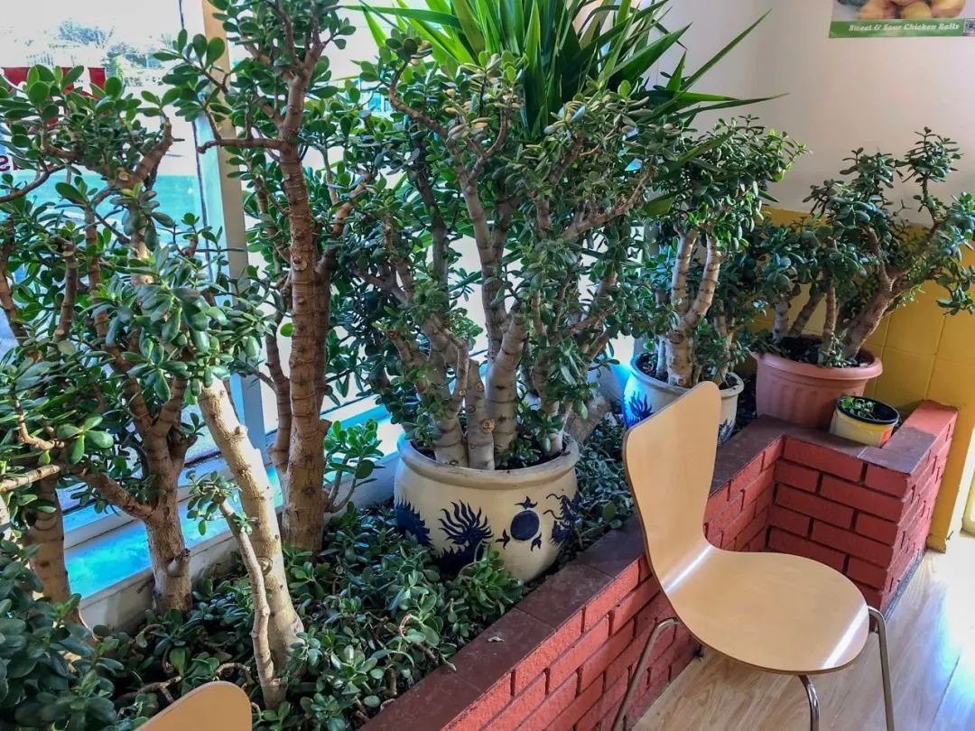 Người xưa nói: "Cây cảnh này nở hoa, điềm lành đang đến, phúc lớn sắp về", làm thế nào để cây nở hoa?  - Ảnh 3.