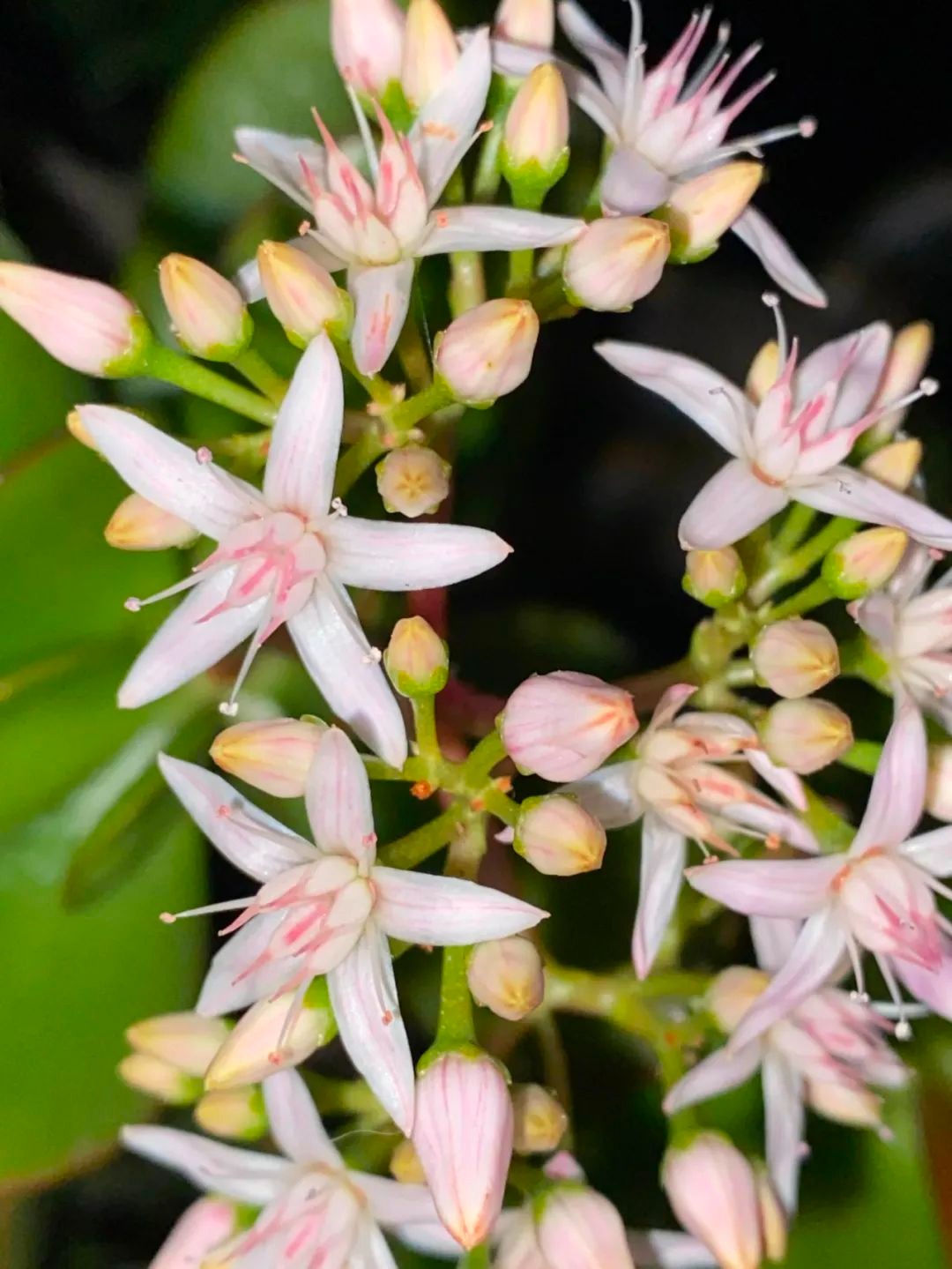 Người xưa nói: "Cây cảnh này nở hoa, điềm lành đang đến, phúc lớn sắp về", làm thế nào để cây nở hoa?  - Ảnh 7.