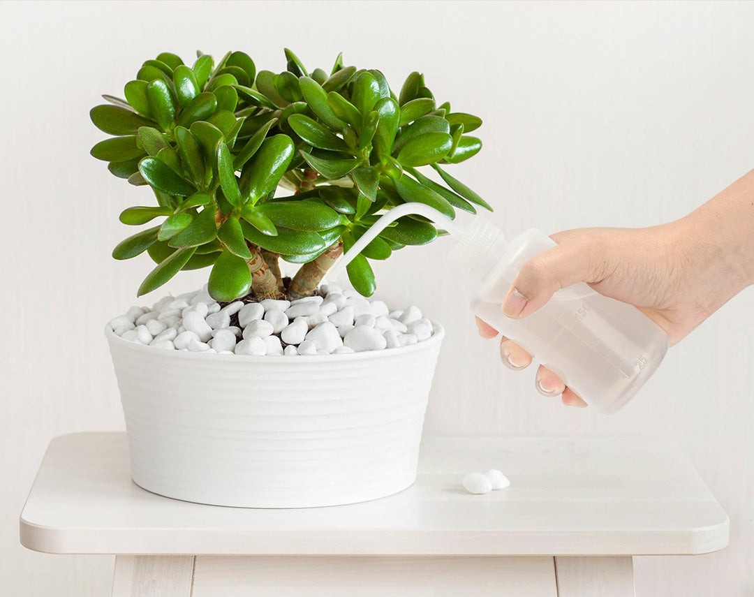 Người xưa nói: "Cây cảnh này nở hoa, điềm lành đang đến, phúc lớn sắp về", làm thế nào để cây nở hoa?  - Ảnh 8.