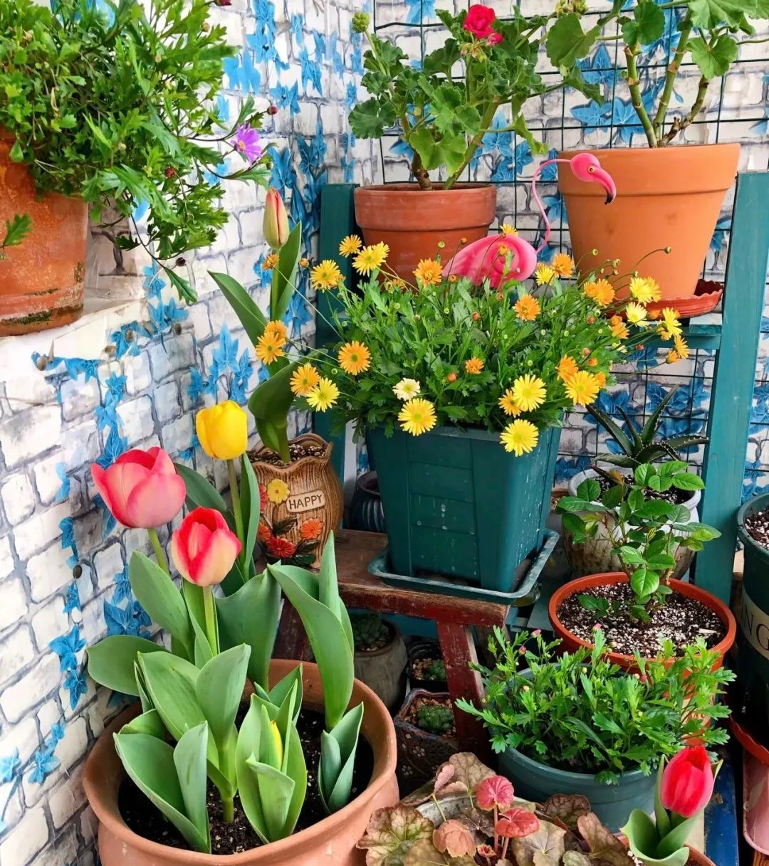 6 cây cảnh xinh đẹp suốt 4 mùa, mỗi chiếc lá đều rực rỡ, quý phái, ai nhìn cũng mê - Ảnh 7.