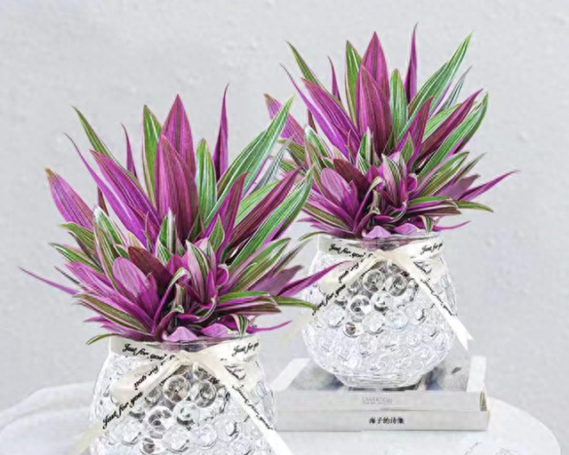 6 cây cảnh xinh đẹp suốt 4 mùa, mỗi chiếc lá đều rực rỡ, quý phái, ai nhìn cũng mê - Ảnh 4.