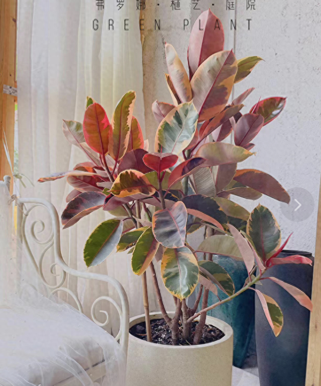 6 cây cảnh xinh đẹp suốt 4 mùa, mỗi chiếc lá đều rực rỡ, quý phái, ai nhìn cũng mê - Ảnh 5.