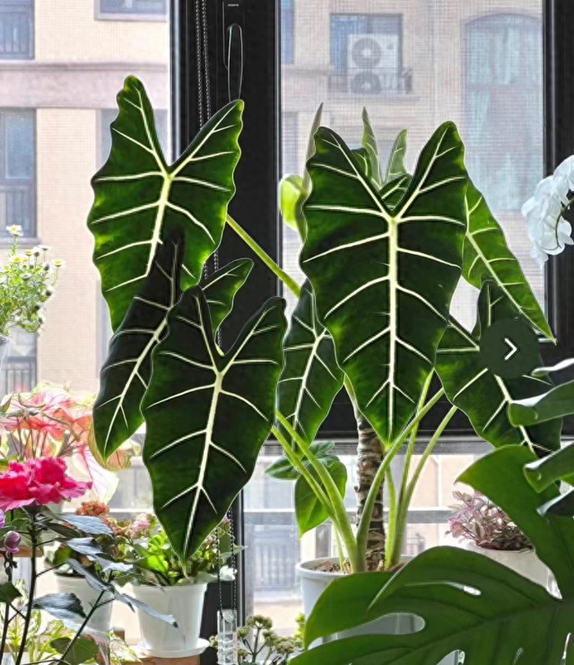 6 cây cảnh xinh đẹp suốt 4 mùa, mỗi chiếc lá đều rực rỡ, quý phái, ai nhìn cũng mê - Ảnh 2.