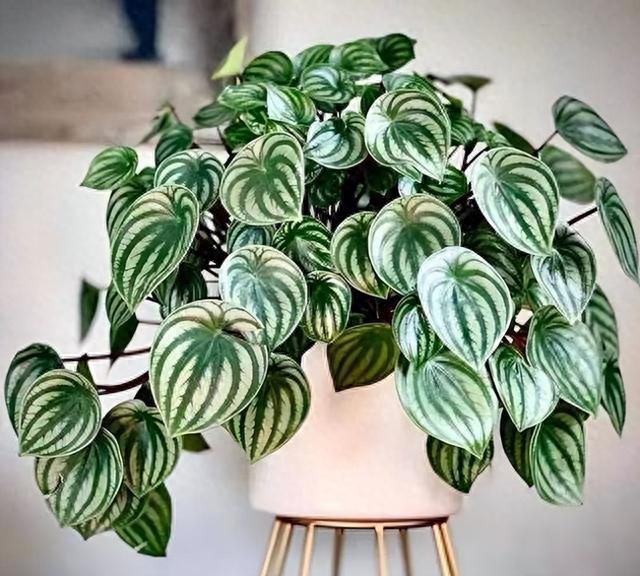 6 cây cảnh xinh đẹp suốt 4 mùa, mỗi chiếc lá đều rực rỡ, quý phái, ai nhìn cũng mê - Ảnh 1.