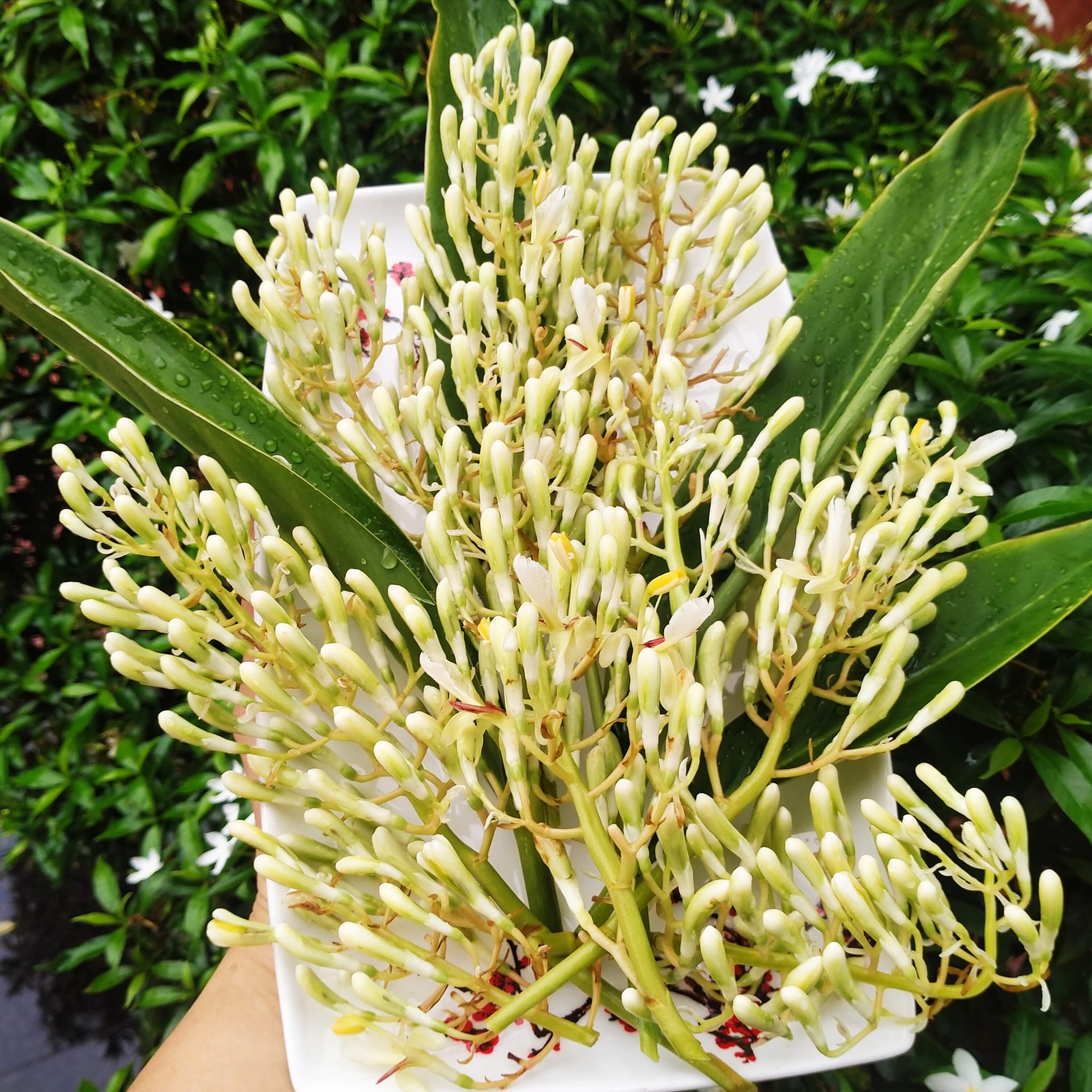 Hoa của loại cây mọc hoang tưởng thứ bỏ đi, ai ngờ đem muối cà tạo hương vị cực ngon - Ảnh 1.