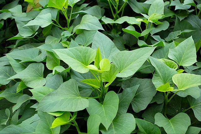 Loại rau có vitamin gấp 8 lần táo, thanh nhiệt, giải độc, ẩm phổi, dưỡng da, làm món nguội cực ngon - Ảnh 1. Loại rau có vitamin gấp 8 lần táo, thanh nhiệt, giải độc, ẩm phổi, dưỡng da, làm món nguội cực ngon - Ảnh 1.