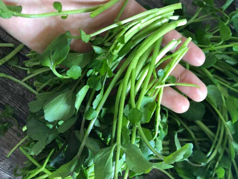 Cây này ở Việt Nam không chăm cũng lớn, nước Mỹ chấm “10 điểm”, là rau tốt nhất thế giới giá 25.000đ/kg - Ảnh 3.
