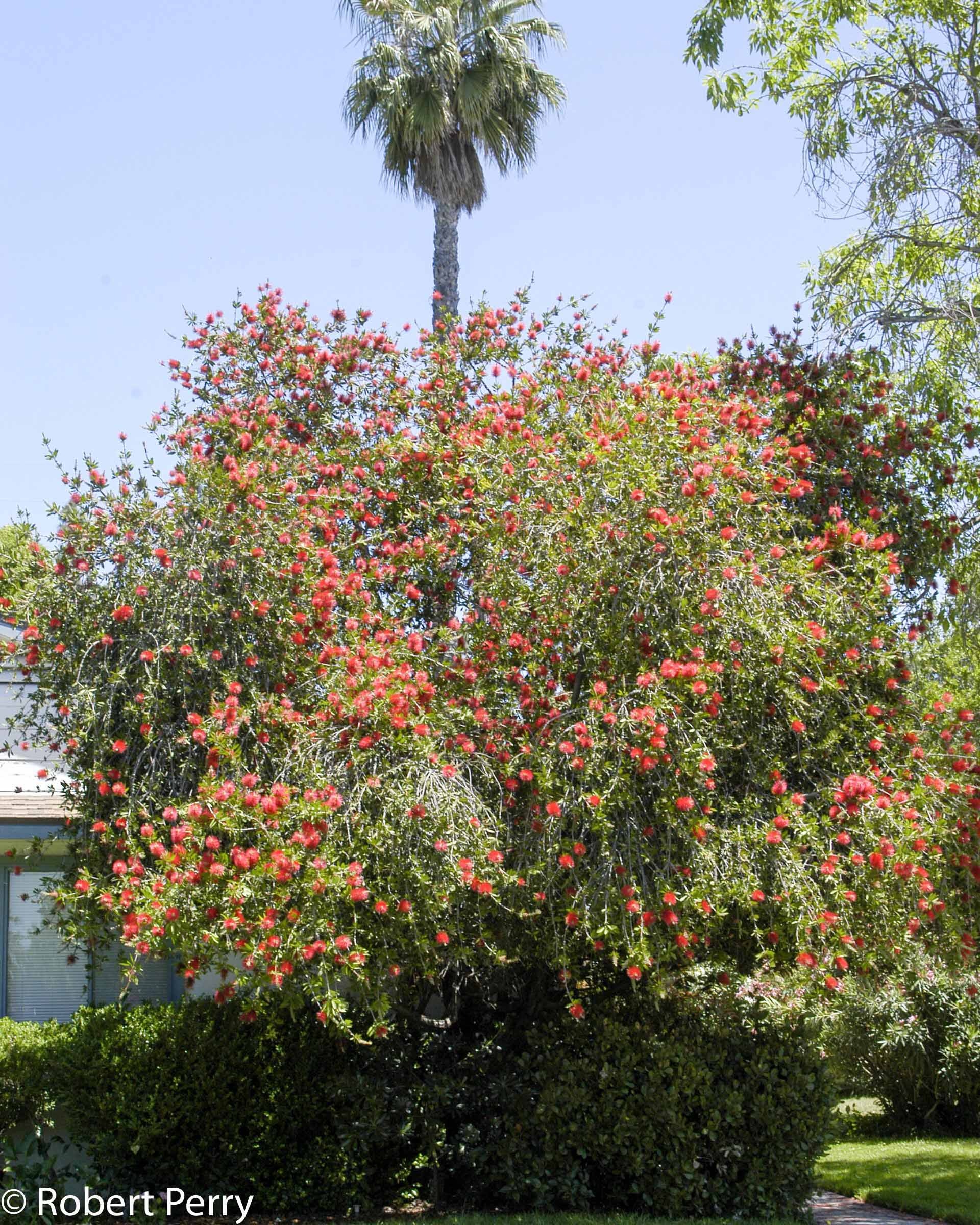 Mới lạ với cây cảnh "cọ chai" rực rỡ, yểu điệu, tưởng liễu hóa ra tràm, mang lại may mắn, tài lộc - Ảnh 8.