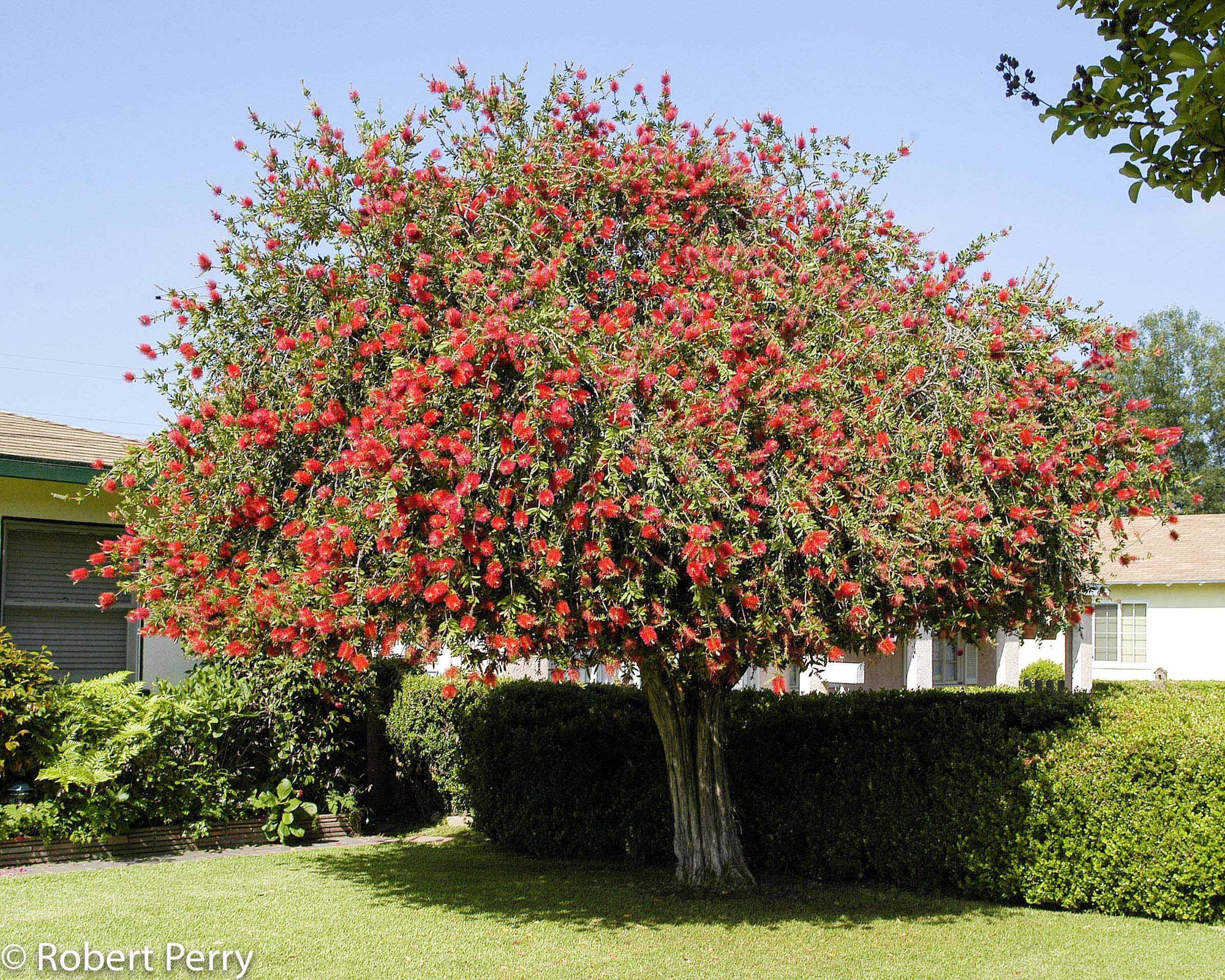 Mới lạ với cây cảnh "cọ chai" rực rỡ, yểu điệu, tưởng liễu hóa ra tràm, mang lại may mắn, tài lộc - Ảnh 7.