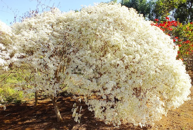 Đón Giáng sinh sớm với cây cảnh "tuyết trắng" đẹp nao lòng, hương thơm như có như không - Ảnh 1. Đón Giáng sinh sớm với cây cảnh "tuyết trắng" đẹp nao lòng, hương thơm như có như không - Ảnh 1.
