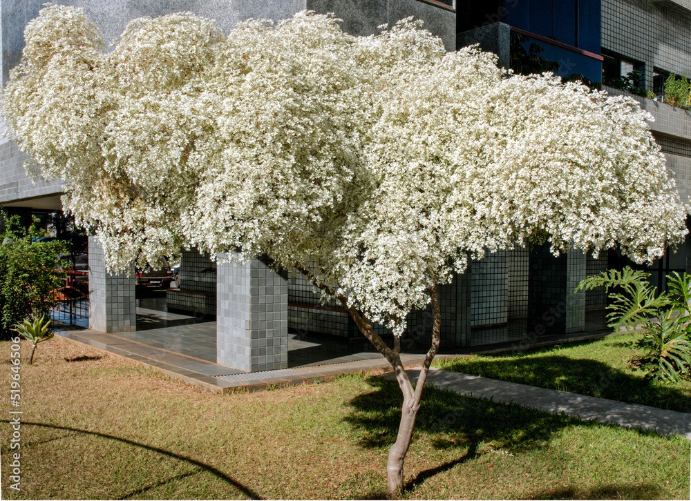 Đón Giáng sinh sớm với cây cảnh "tuyết trắng" đẹp nao lòng, hương thơm như có như không - Ảnh 6. Đón Giáng sinh sớm với cây cảnh "tuyết trắng" đẹp nao lòng, hương thơm như có như không - Ảnh 6.