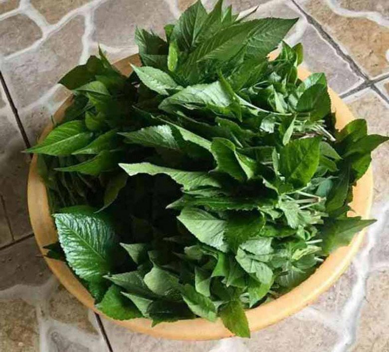Cây dại mọc đầy Việt Nam, dân ta cắt bỏ không hết, nước ngoài săn lùng như rau quý, xào lên ngon bá cháy - Ảnh 2. Cây dại mọc đầy Việt Nam, dân ta cắt bỏ không hết, nước ngoài săn lùng như rau quý, xào lên ngon bá cháy - Ảnh 2.