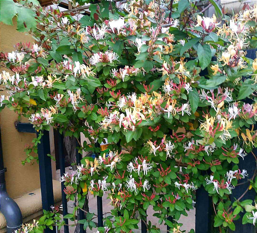 Nhà giàu thích trồng 2 cây cảnh này, khỏe người, đẹp nhà, còn hút tài, chiêu lộc - Ảnh 3.