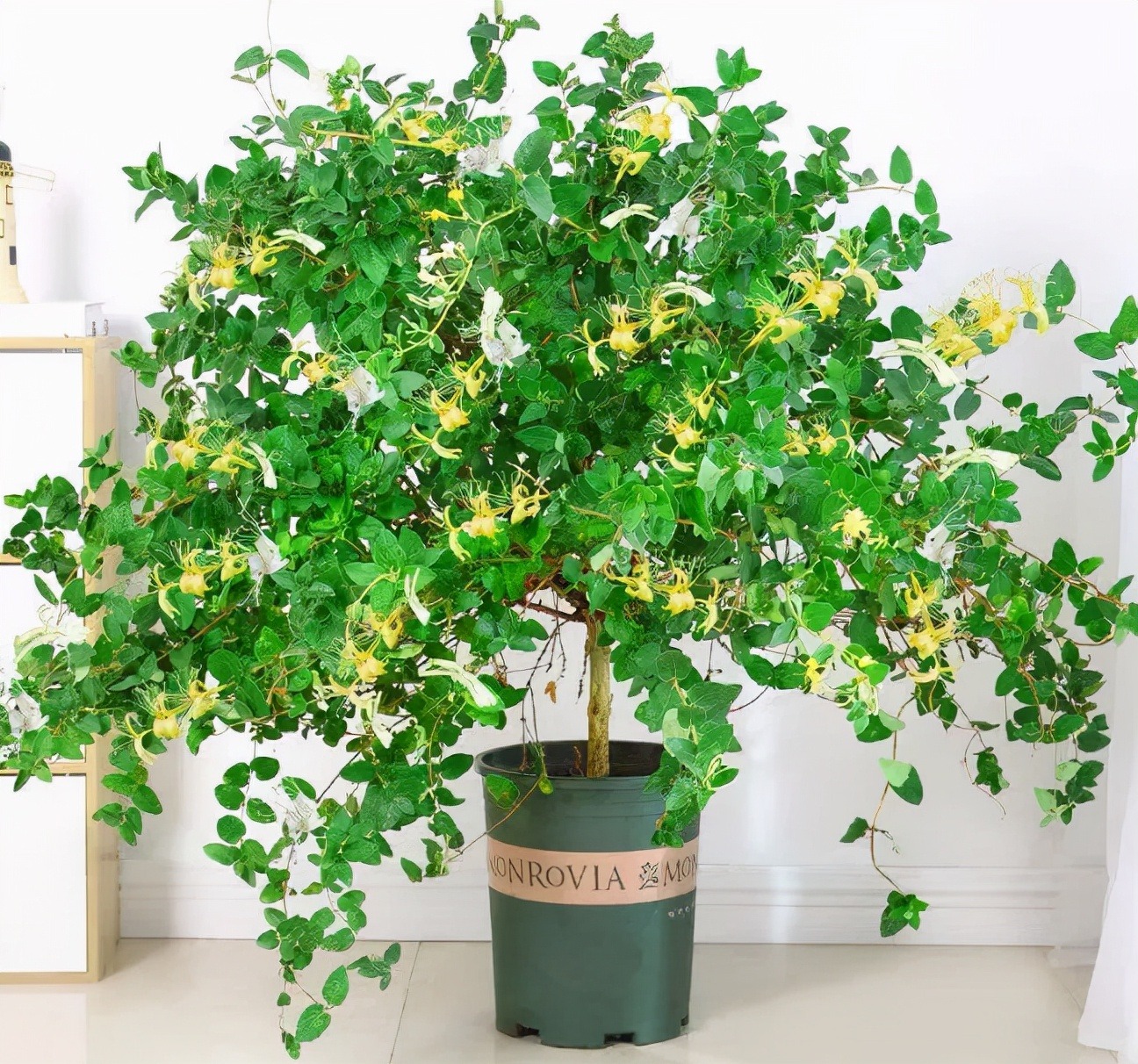 Nhà giàu thích trồng 2 cây cảnh này, khỏe người, đẹp nhà, còn hút tài, chiêu lộc - Ảnh 4.