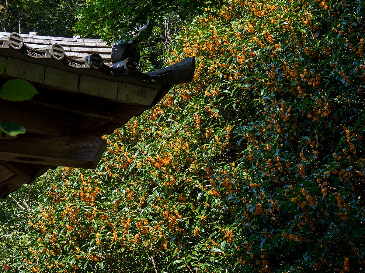 Nhà giàu thích trồng 2 cây cảnh này, khỏe người, đẹp nhà, còn hút tài, chiêu lộc - Ảnh 8.