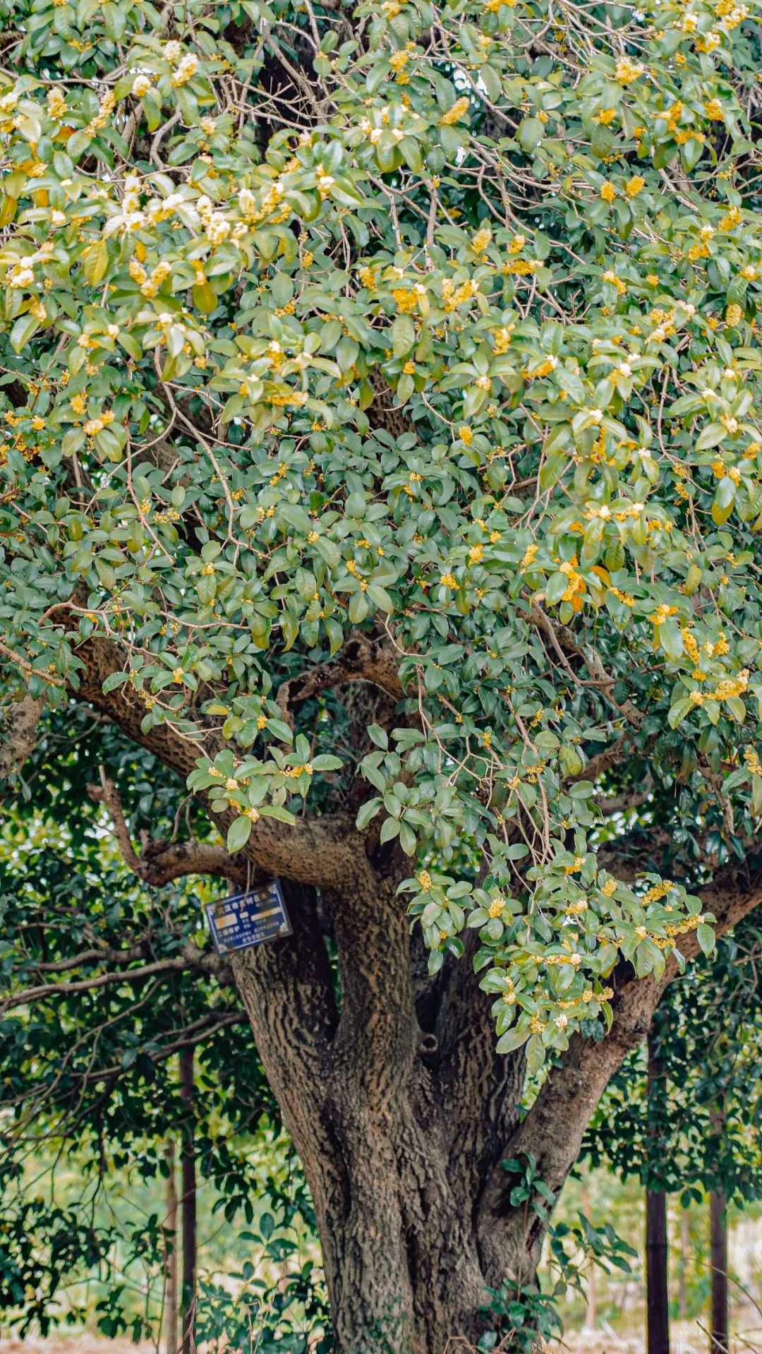 Nhà giàu thích trồng 2 cây cảnh này, khỏe người, đẹp nhà, còn hút tài, chiêu lộc - Ảnh 9.