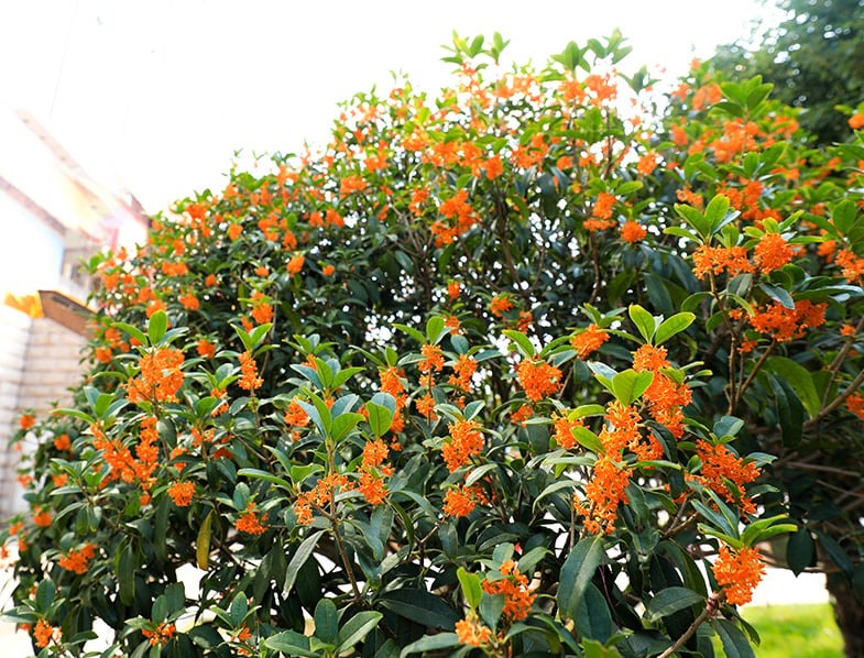 Nhà giàu thích trồng 2 cây cảnh này, khỏe người, đẹp nhà, còn hút tài, chiêu lộc - Ảnh 6.