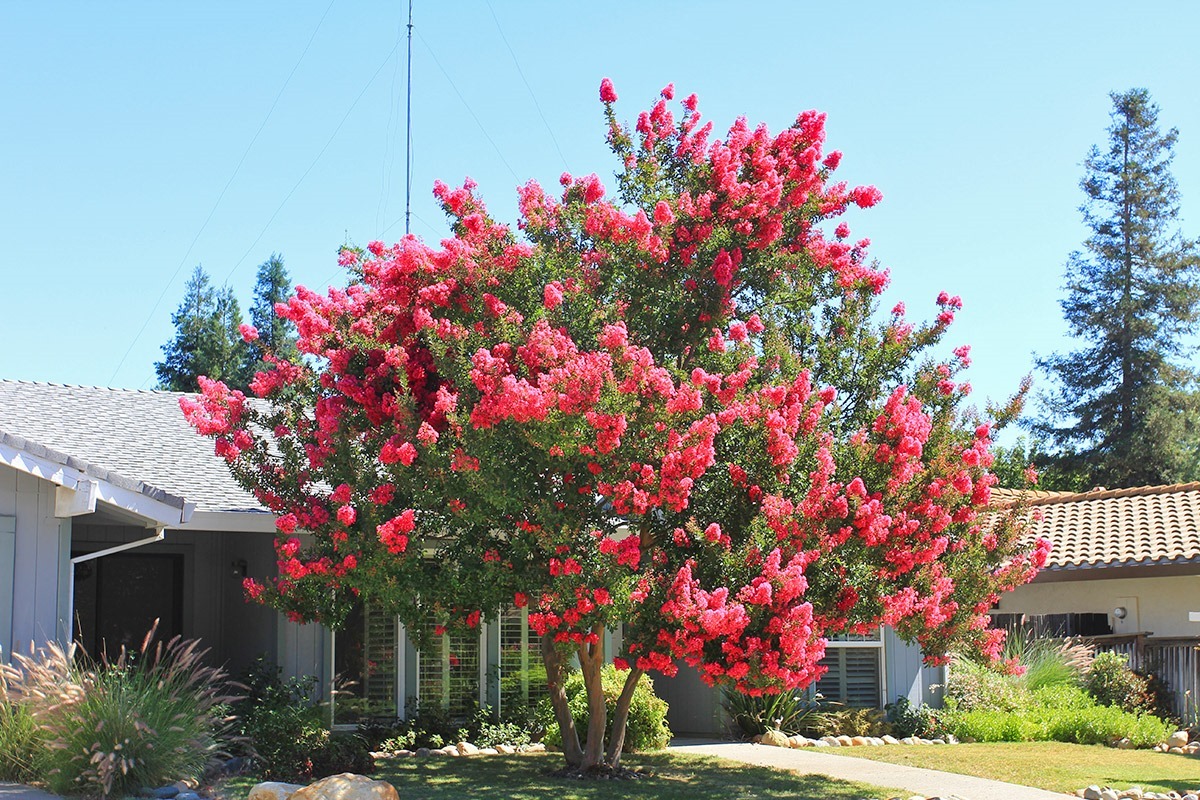 Nhà giàu thích trồng 2 cây cảnh này, khỏe người, đẹp nhà, còn hút tài, chiêu lộc - Ảnh 1.