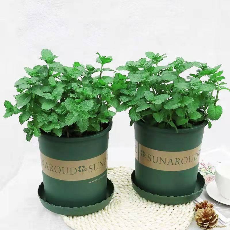 Đừng đánh giá thấp 3 cây cảnh "nhỏ mà có võ", trồng vài chậu trong nhà muỗi không dám đến gần - Ảnh 2.